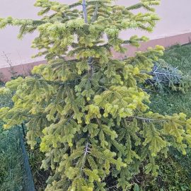 Fir tree with white branches ARM EN Community