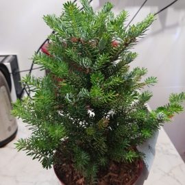Fir tree with white pests ARM EN Community