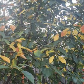 Fruit trees antrachnose ARM EN Community