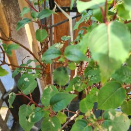 Fuchsia with pests ARM EN Community