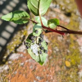 Fuchsia with pests ARM EN Community