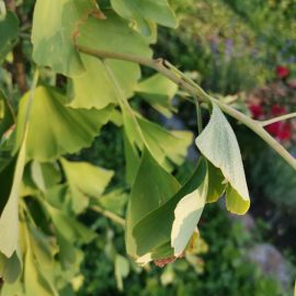 Ginkgo Biloba – why are tree leaves turning brown in July? ARM EN Community