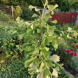 Ginkgo Biloba – why are tree leaves turning brown in July? ARM EN Community