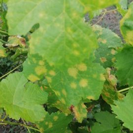 Grapevine with leaf spots – treatment ARM EN Community