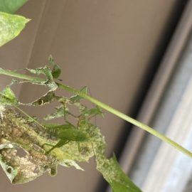 Grasshoppers on balcony plants ARM EN Community