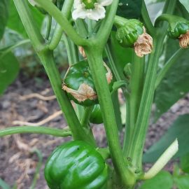 Holes in pepper leaves ARM EN Community