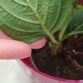Hortensia with spots on leaves ARM EN Community