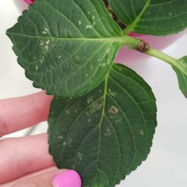 Hortensia with spots on leaves ARM EN Community
