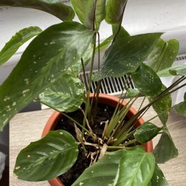 How can I save calathea from mites? ARM EN Community