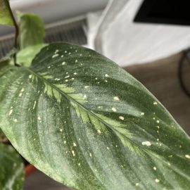How can I save calathea from mites? ARM EN Community