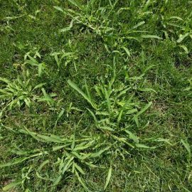 Lawn full of weeds – what can I apply? ARM EN Community