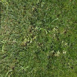 Lawn full of weeds – what can I apply? ARM EN Community
