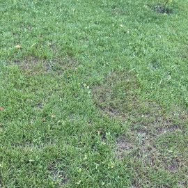 Lawn – why has brown patches? ARM EN Community
