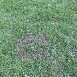 Lawn – why has brown patches? ARM EN Community