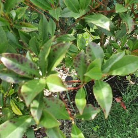Lawn with yellow patches and spots on Photinia leaves ARM EN Community