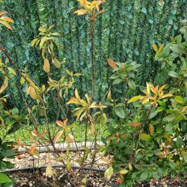Lawn with yellow patches and spots on Photinia leaves ARM EN Community