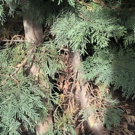 Leyland cypress – what treatment can I apply? ARM EN Community
