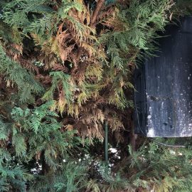 Leyland cypress – what treatment can I apply? ARM EN Community