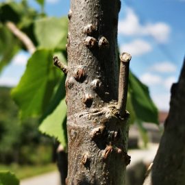 Linden tree – holes in leaves and bark ARM EN Community