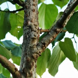 Linden tree – holes in leaves and bark ARM EN Community