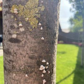 Linden – wilted leaves and lichens on bark ARM EN Community