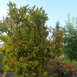 Magnolia – leaves turning yellow with brown edges ARM EN Community