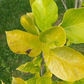 Magnolia – why are leaves turning yellow and brown? ARM EN Community