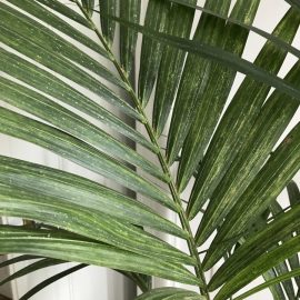 Palm-tree-scale-bugs-1