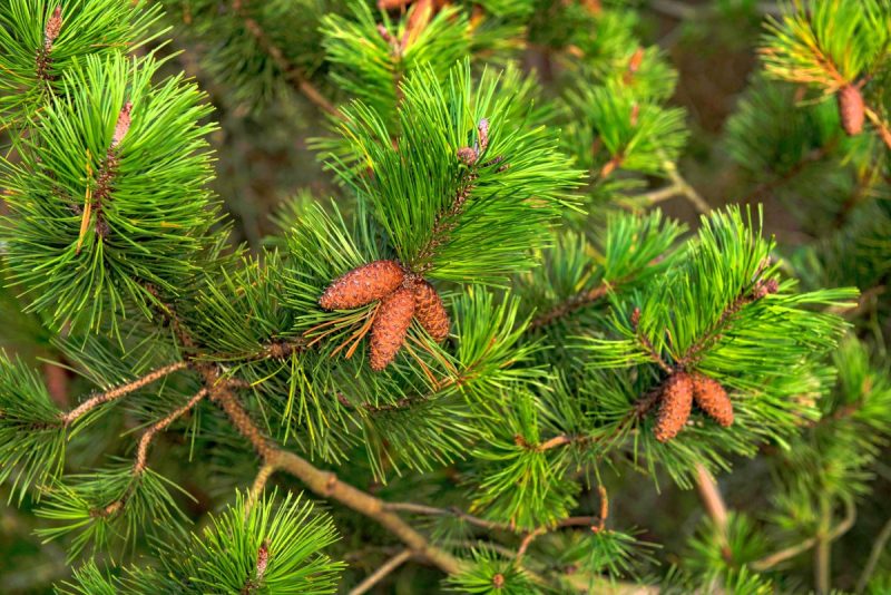 pests-of-pine-trees