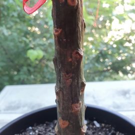Plumeria-dried-stem