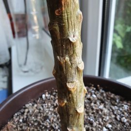 Plumeria-dried-stem-2