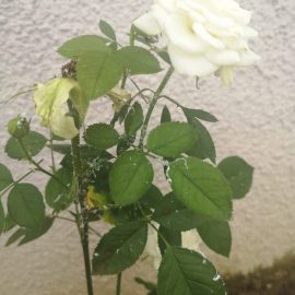 Roses – treatment against flatid planthopper ARM EN Community