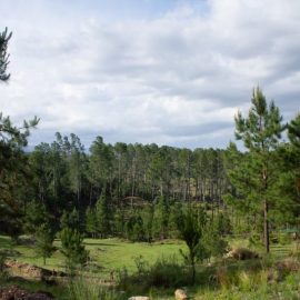 Pine, planting guide and care work