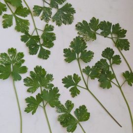 Parsley-leaf-spots