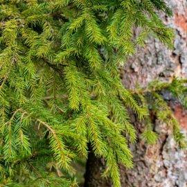 spruce-pest-treatments