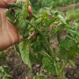 Treatments for tomatoes and peppers ARM EN Community