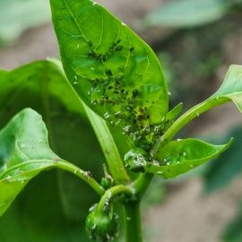 Vegetables attacked by aphids ARM EN Community