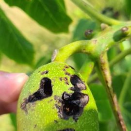 Walnut tree – why are my walnuts turning black? ARM EN Community