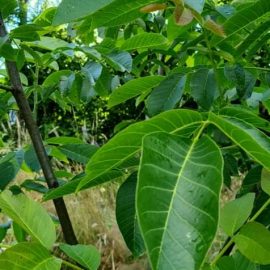 Walnut tree – why are my walnuts turning black? ARM EN Community