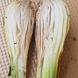 What fungal disease does onion have? ARM EN Community