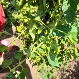 What should I do to stop my tomatoes leaf wilting? ARM EN Community
