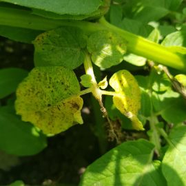 Potatoes-yellow-leaves-03