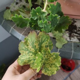 Why did these yellow spots appear on pelargonium leaves? ARM EN Community