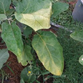Why do eggplants have spots on their leaves? ARM EN Community