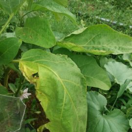 Eggplant-leaf-spots-01