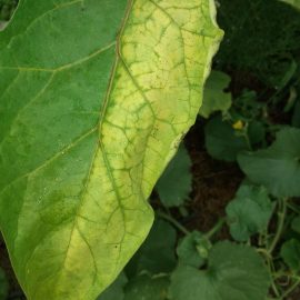 Eggplant-leaf-spots-03