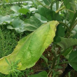 Eggplant-leaf-spots