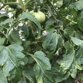 Tomatoes-leaf-spots-01