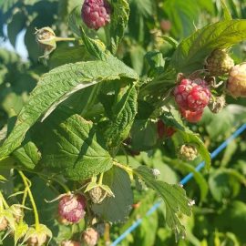 Why don’t raspberries grow? ARM EN Community