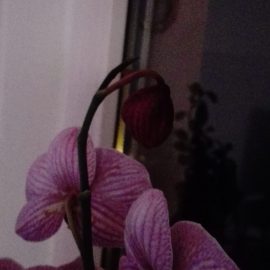 Why is my orchid’s bud drying up? ARM EN Community